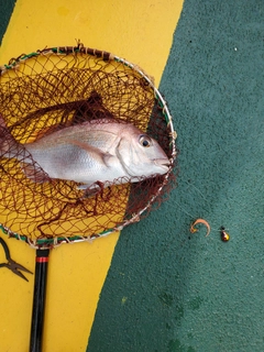 タイの釣果