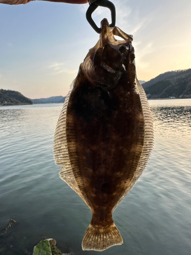 ヒラメの釣果