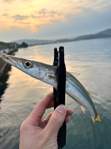 カマスの釣果