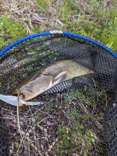 ナマズの釣果