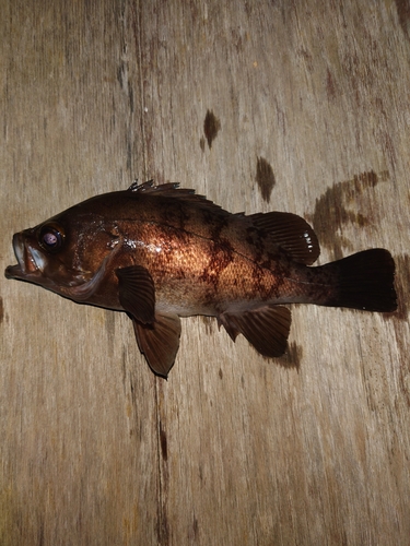 メバルの釣果