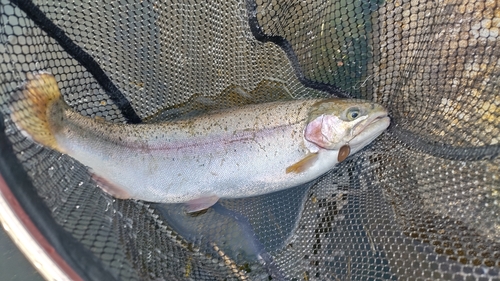 ニジマスの釣果