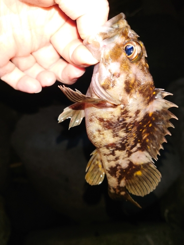 オウゴンムラソイの釣果