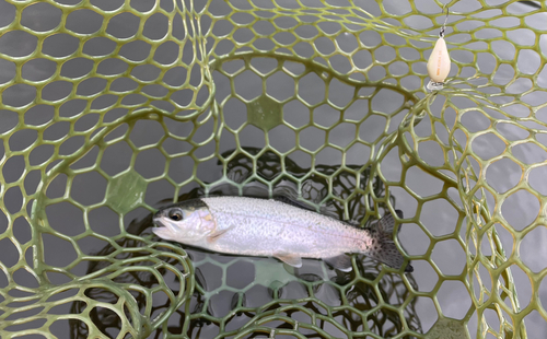 ニジマスの釣果