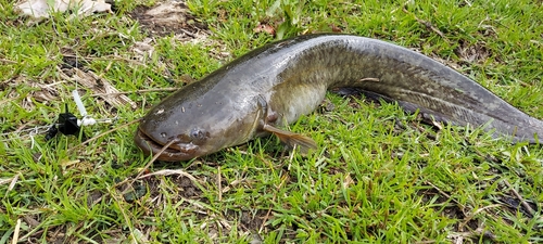 ナマズの釣果