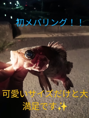 メバルの釣果