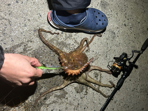 マダコの釣果