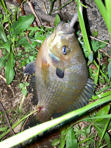 ブルーギルの釣果