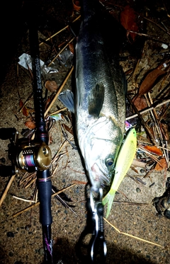 シーバスの釣果