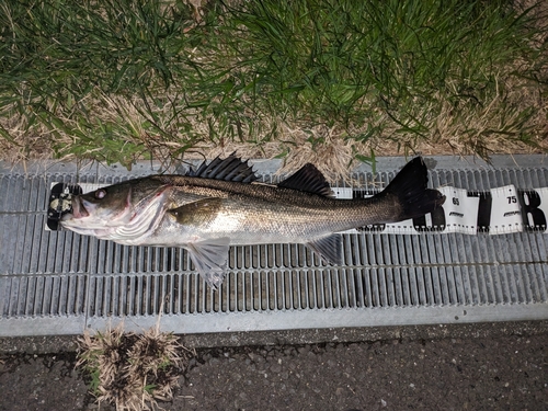 シーバスの釣果