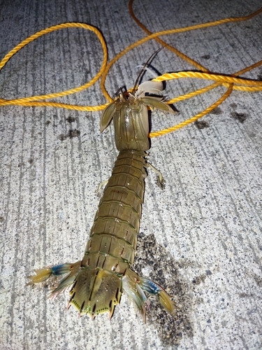 シャコエビの釣果