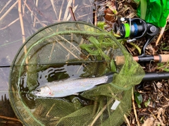 ニジマスの釣果