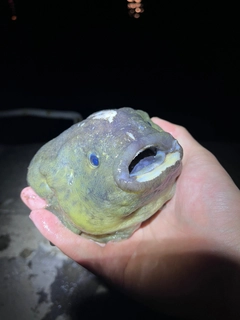 ホテイウオの釣果