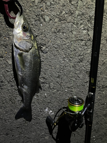 セイゴ（マルスズキ）の釣果