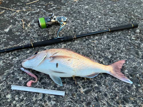 マダイの釣果