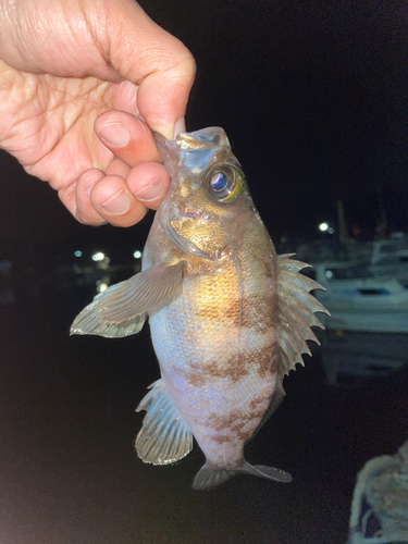 メバルの釣果