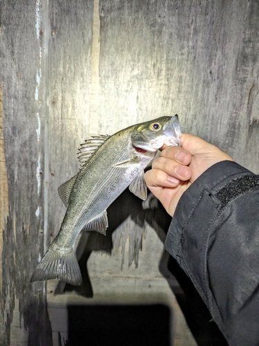 スズキの釣果