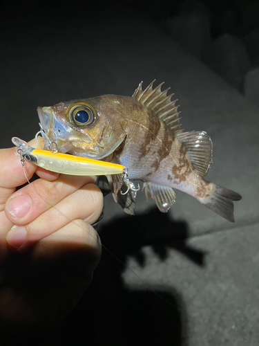 シロメバルの釣果