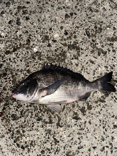 クロダイの釣果