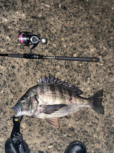 クロダイの釣果