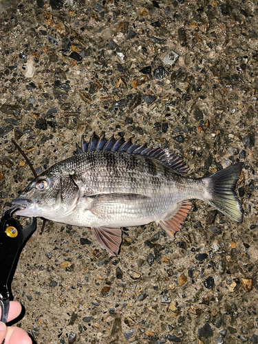 クロダイの釣果