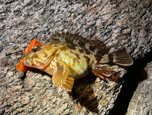 カサゴの釣果