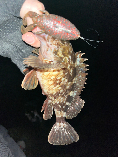 カサゴの釣果