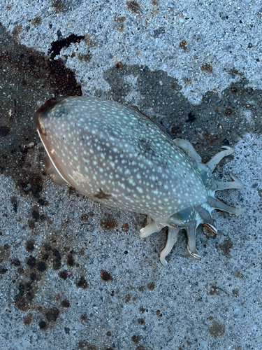 コウイカの釣果