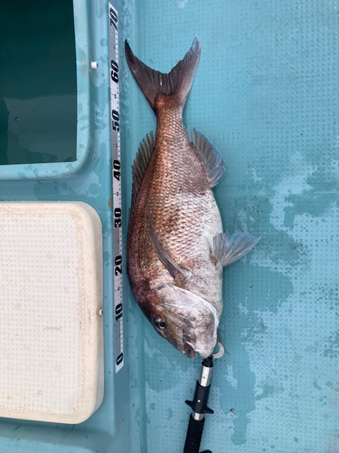 タイの釣果