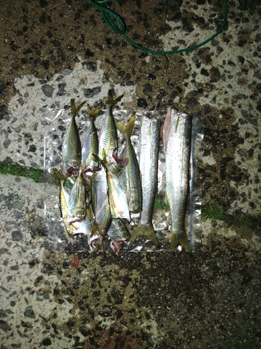 アジの釣果