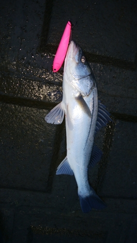 シーバスの釣果