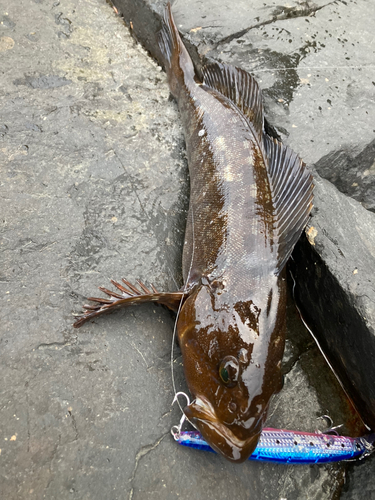 アイナメの釣果