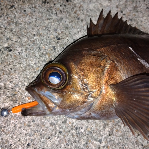 メバルの釣果