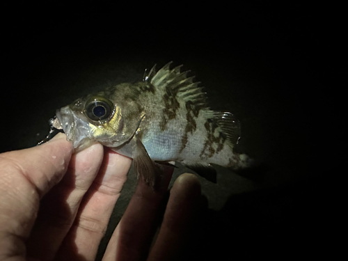 メバルの釣果