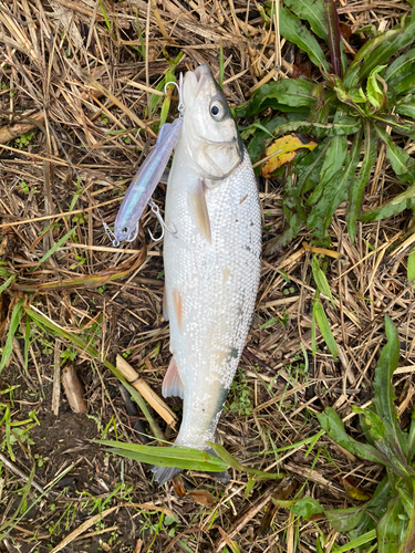 ウグイの釣果