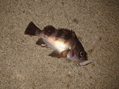 メバルの釣果