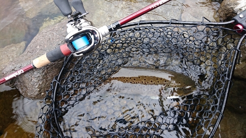 ブラウントラウトの釣果