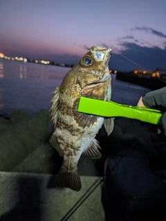 メバルの釣果