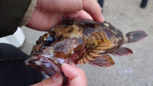 カサゴの釣果