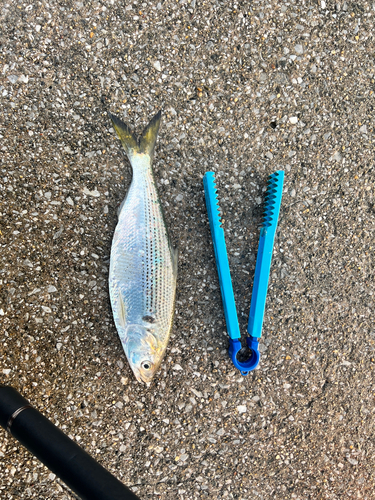 コノシロの釣果