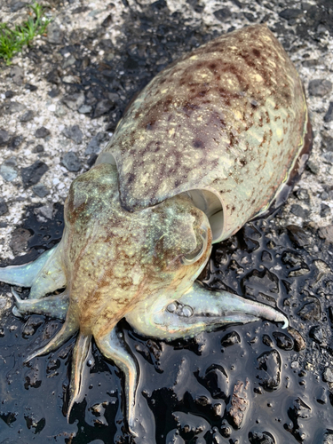 コウイカの釣果