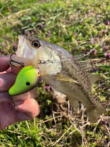 ラージマウスバスの釣果