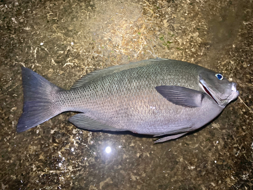 クチブトグレの釣果