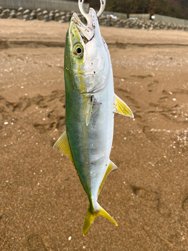 フクラギの釣果