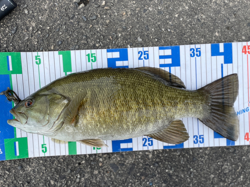 スモールマウスバスの釣果