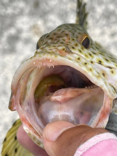 シロブチハタの釣果