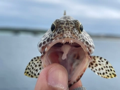 カンモンハタの釣果