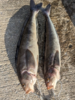 ホッケの釣果