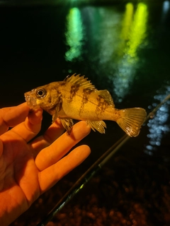 メバルの釣果