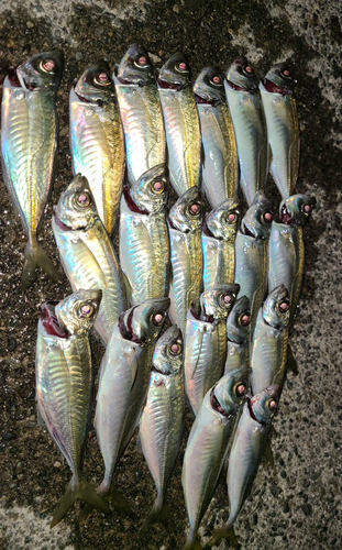 アジの釣果